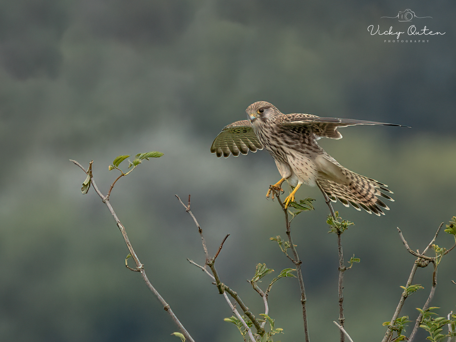 Kestrel hanging on in the wind