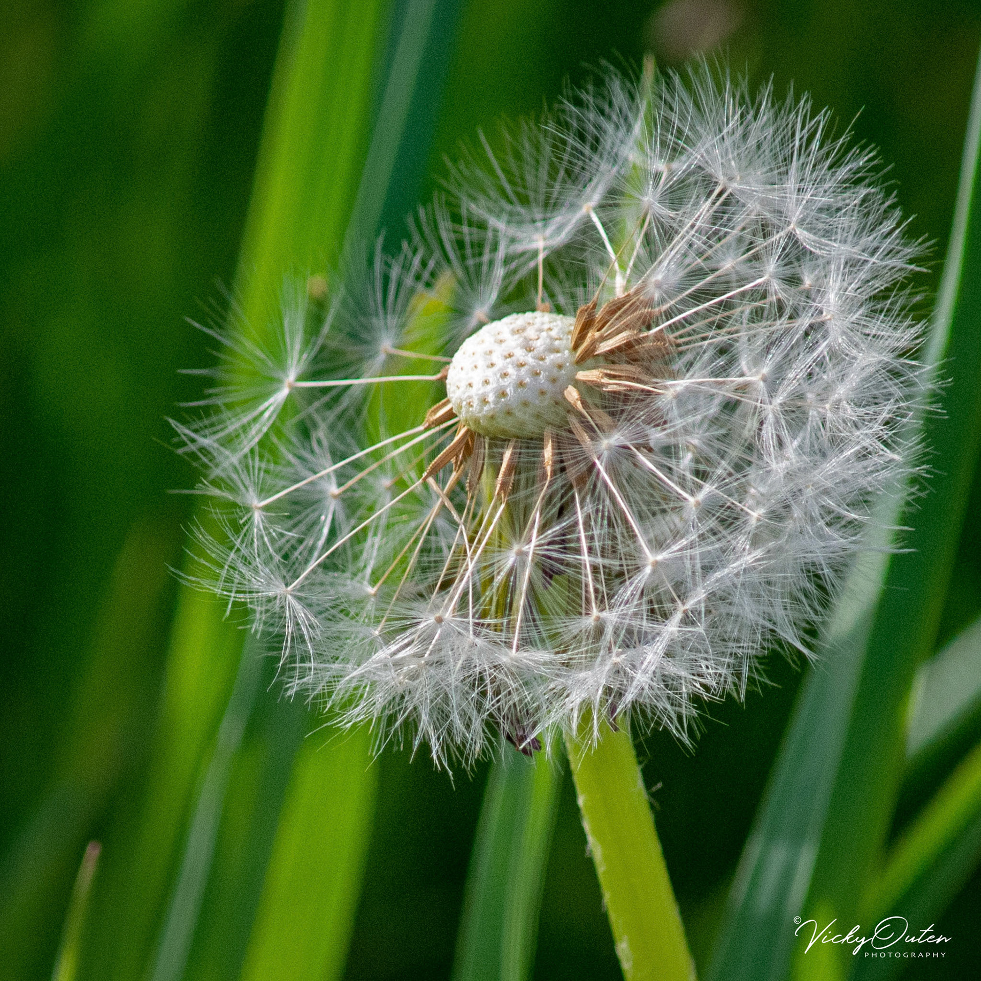 Dandelion head