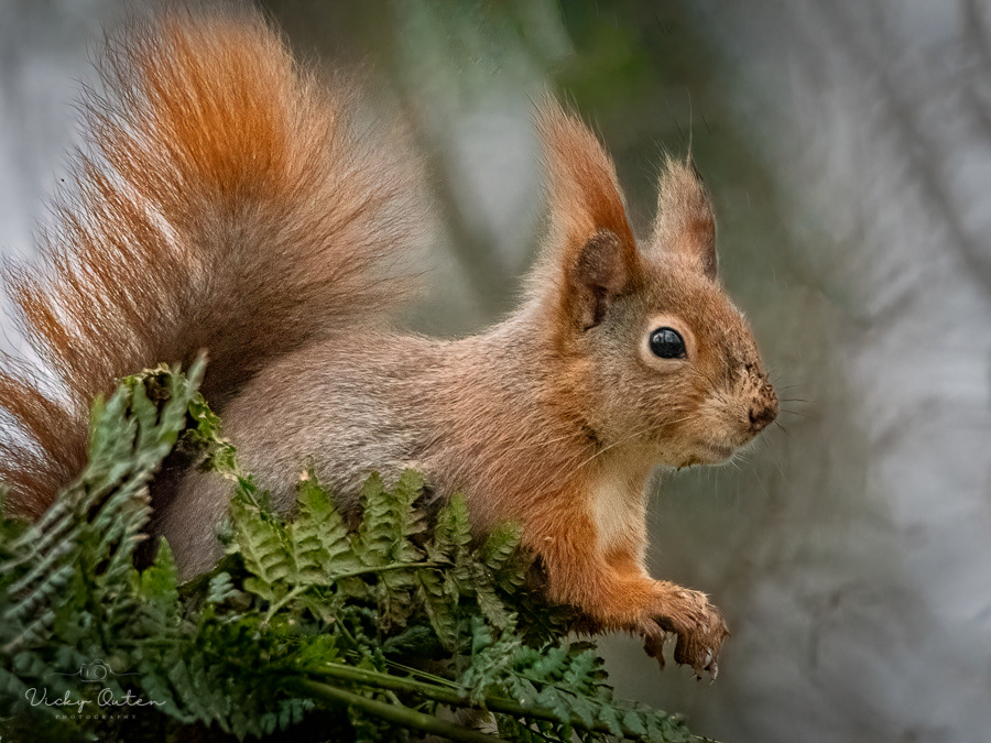 Red squirrel