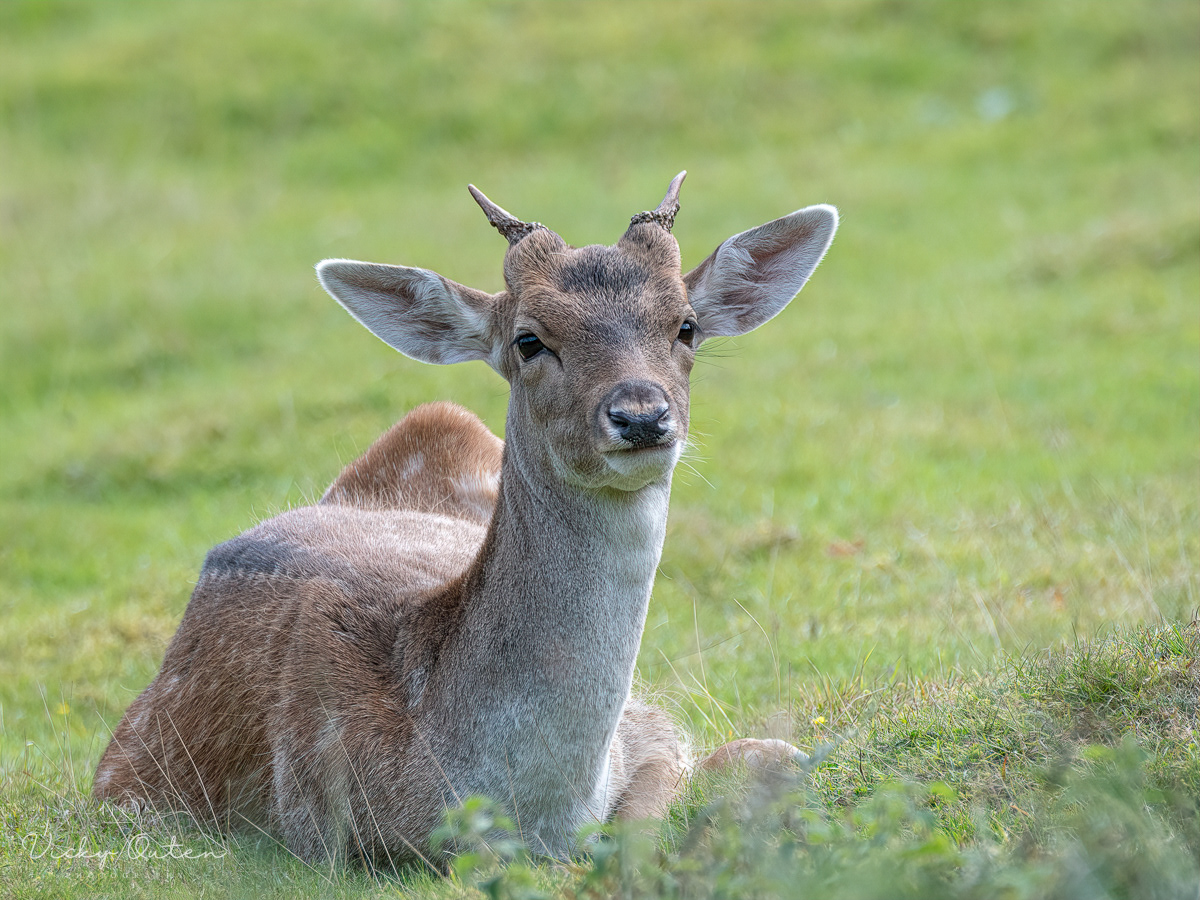 Fallow deer
