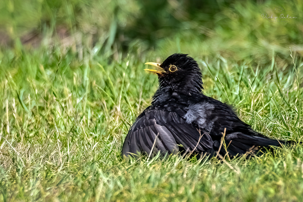 Blackbird sunning itself