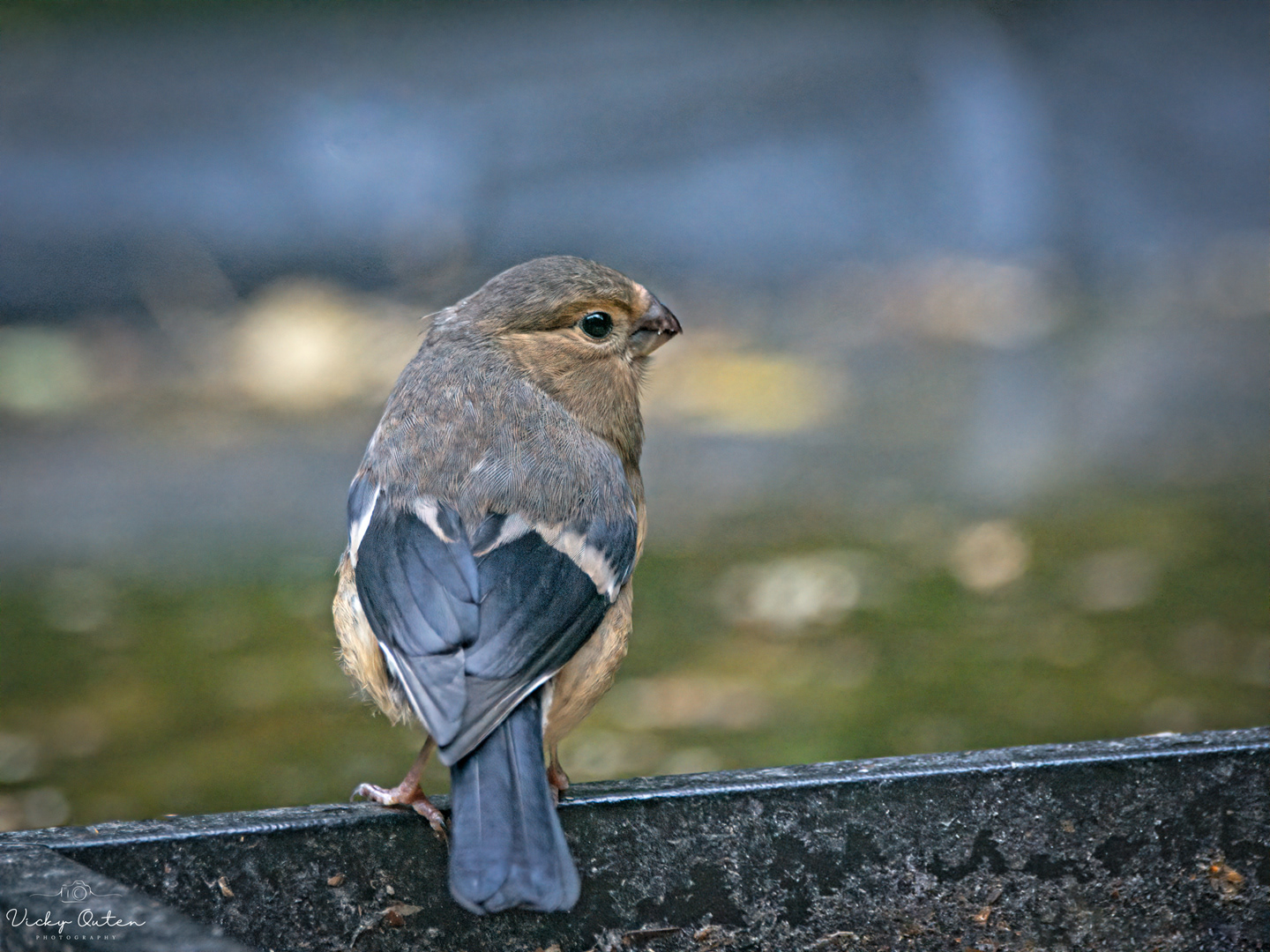Juvenile bullfinch