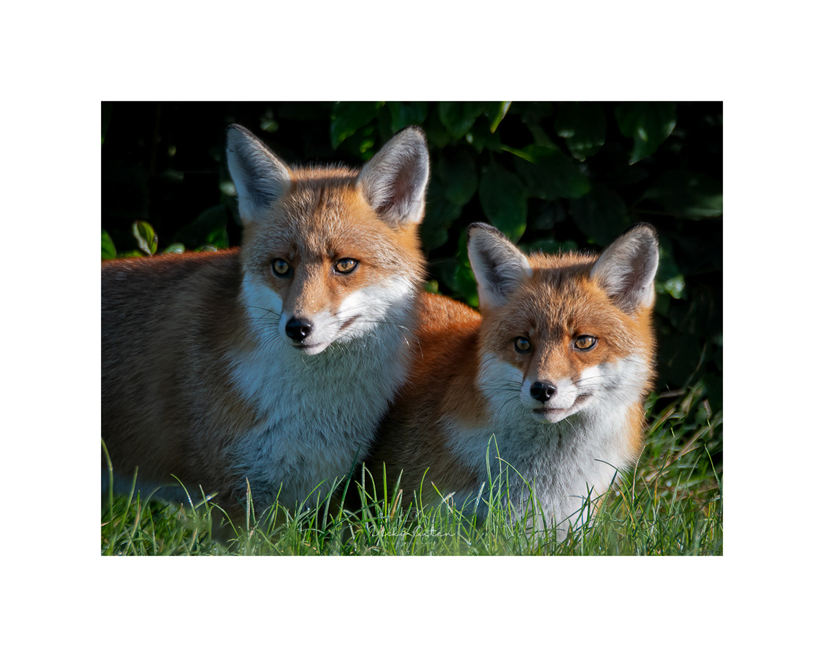 A pair of red foxes #4751