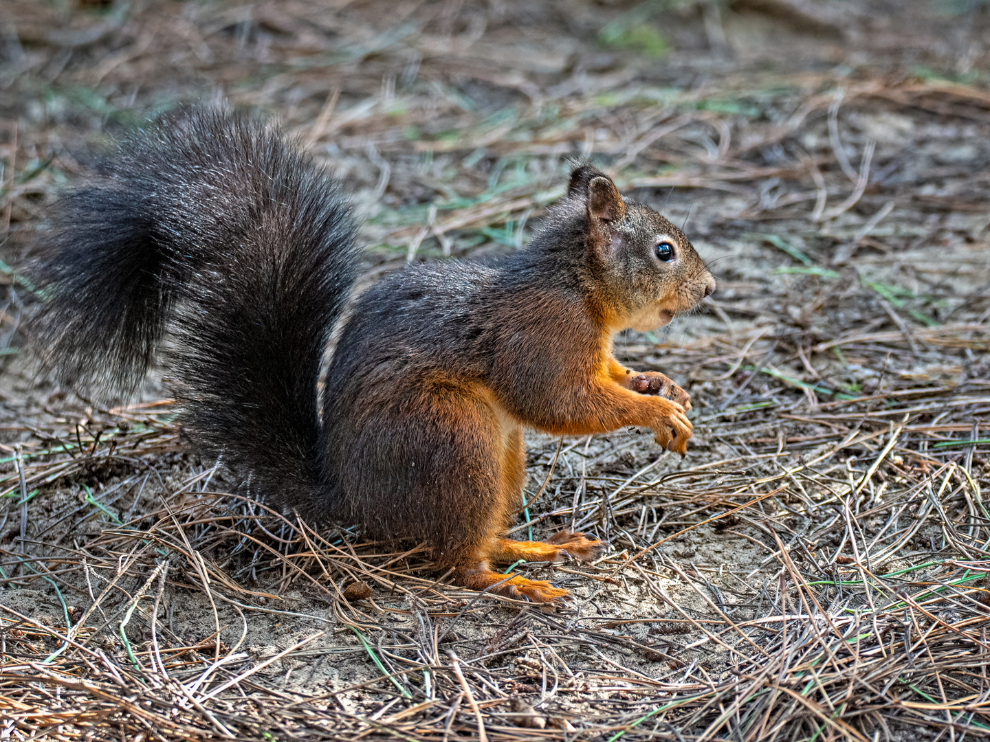 Red squirrel