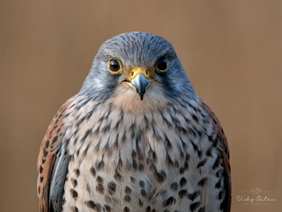 Kestrel