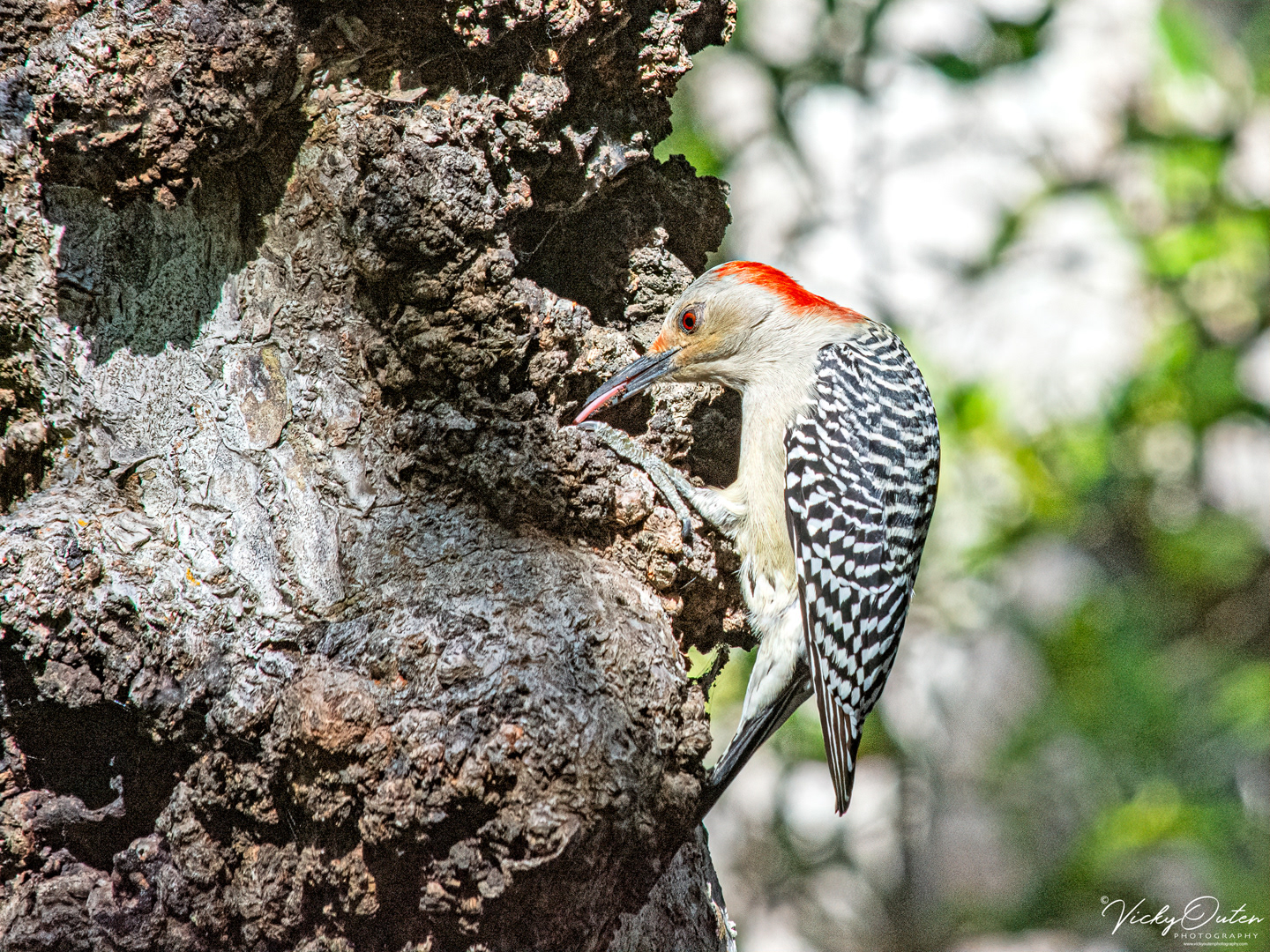 Red-bellied woodpecker 