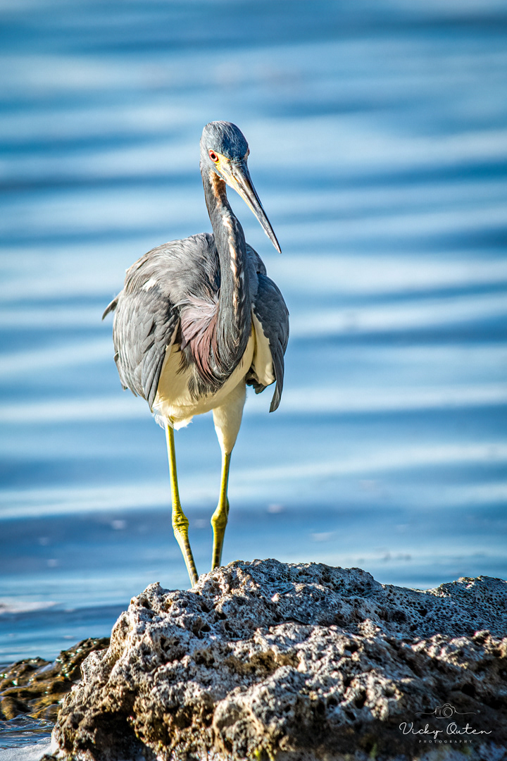 Tricoloured heron