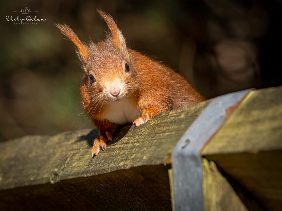 Red squirrel