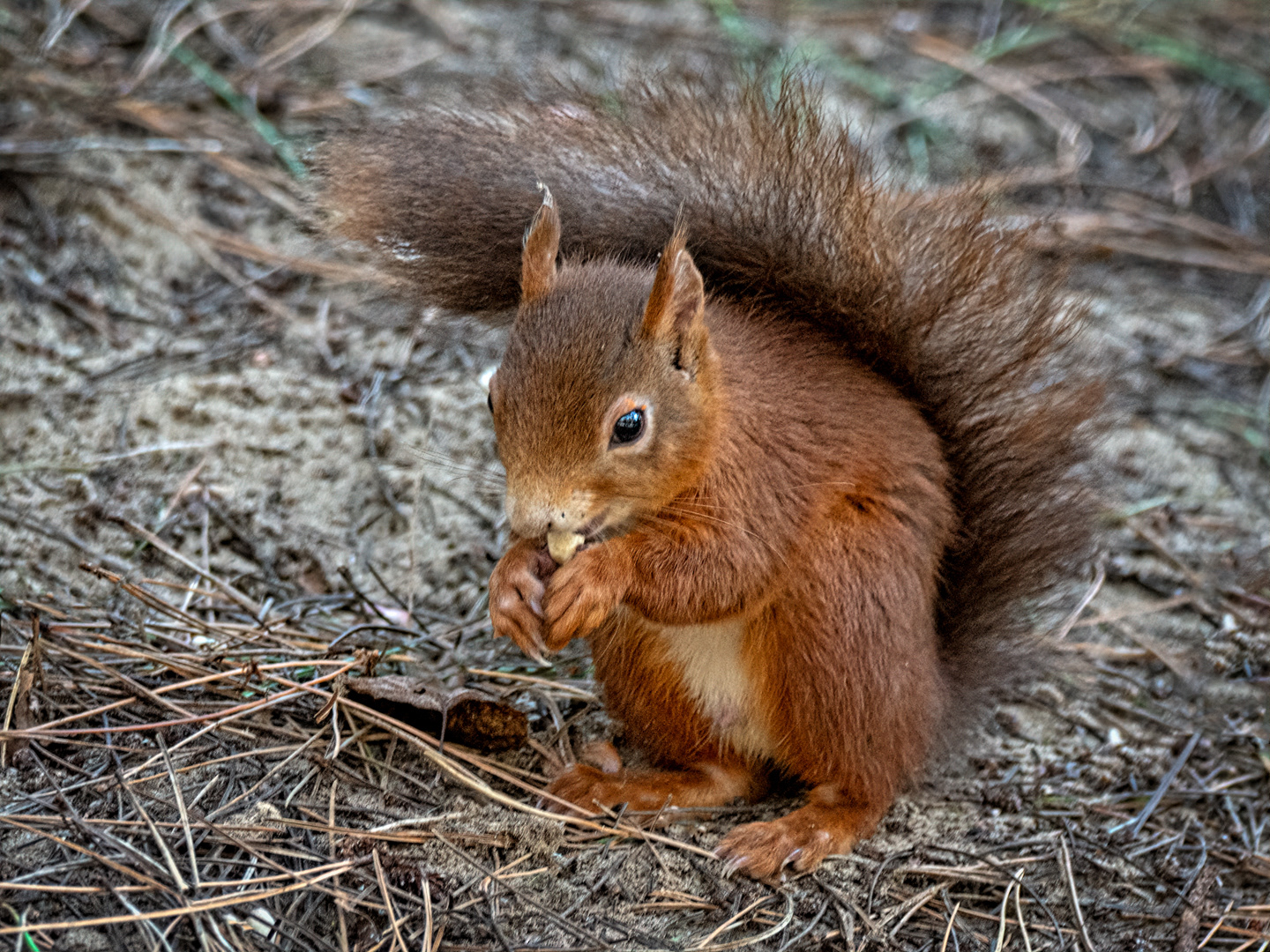 Red squirrel
