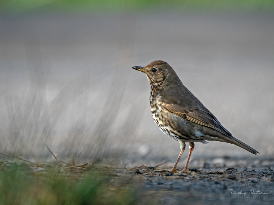 Song thrush