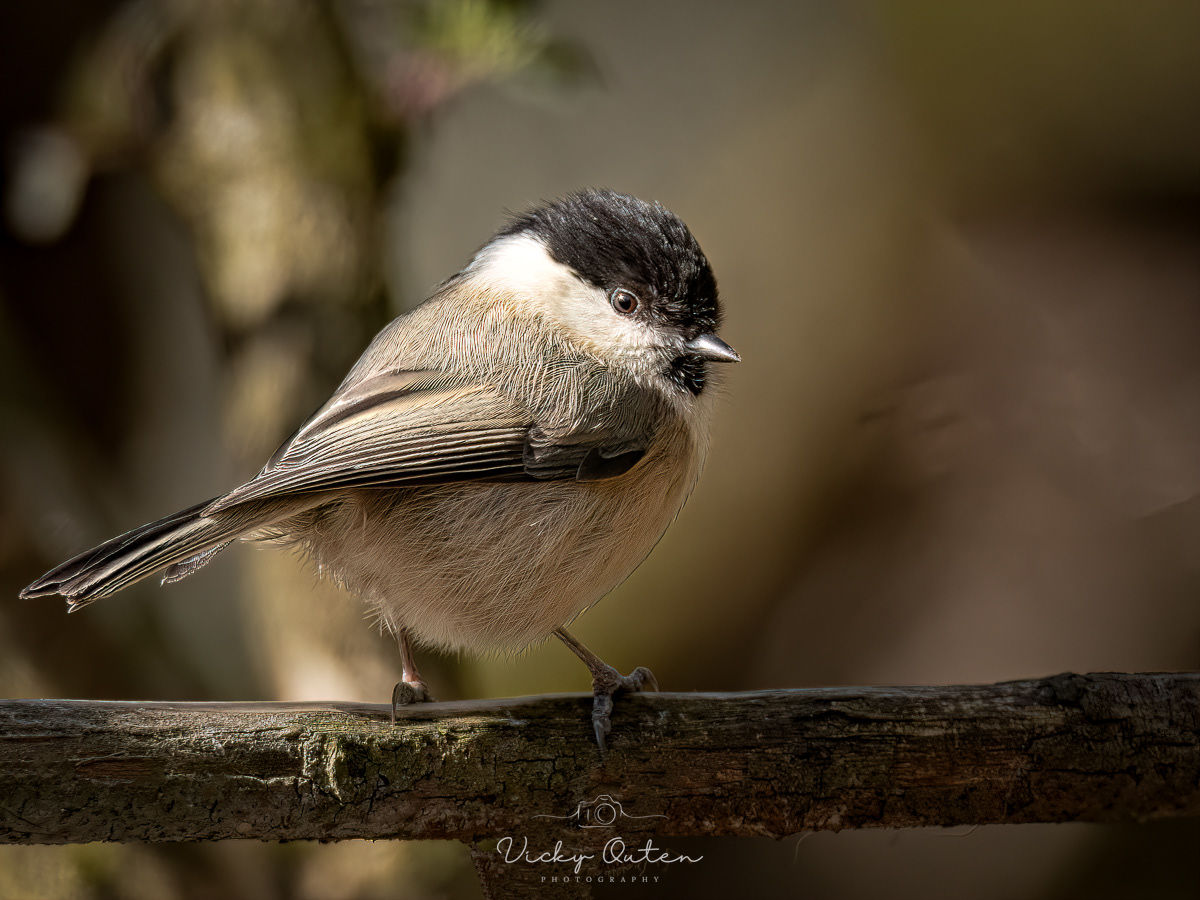 Willow tit