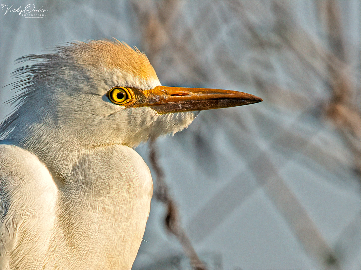 Cattle egret
