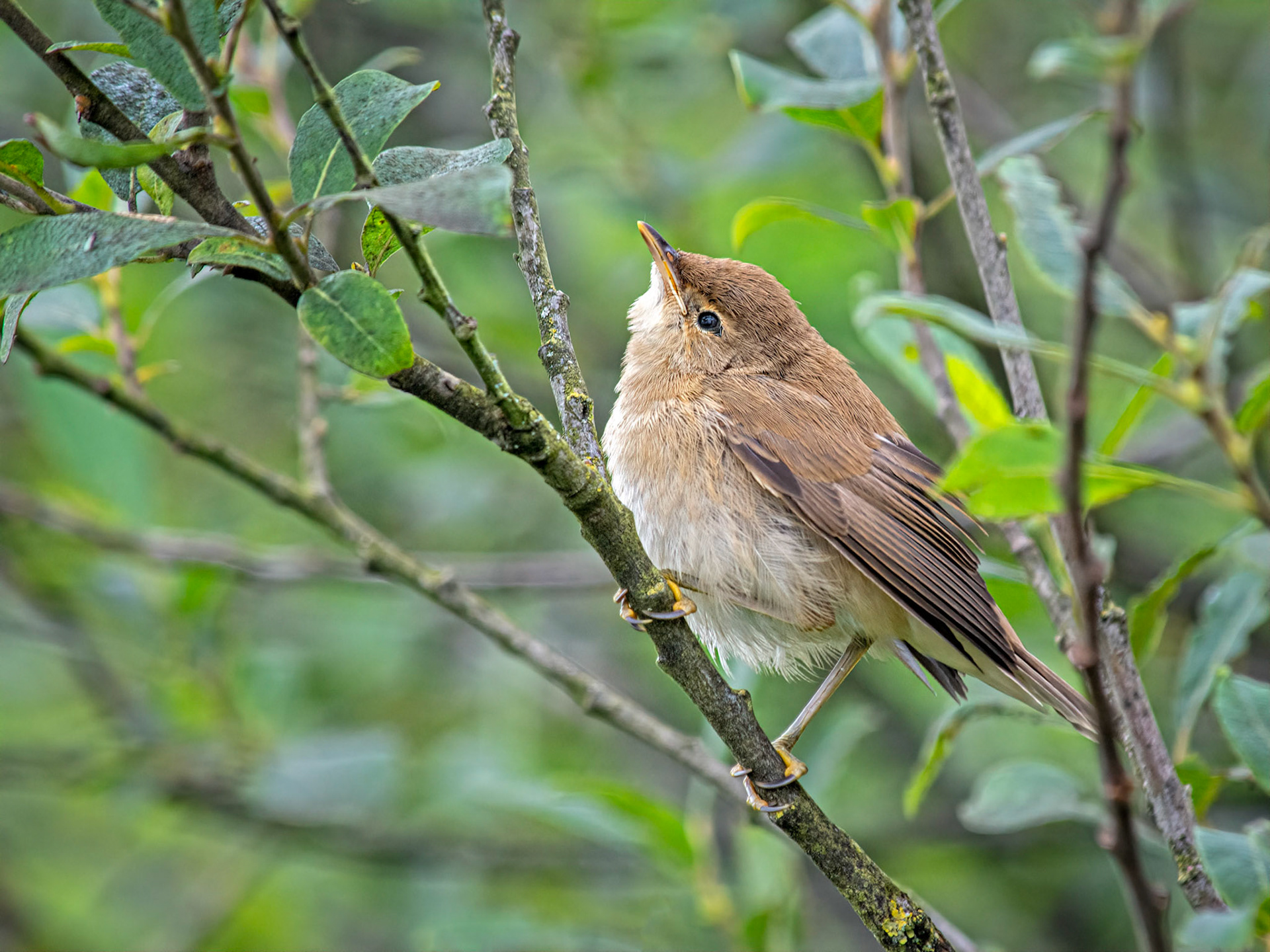 Juvenile reed warbler