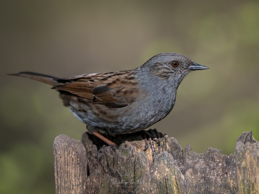 Dunnock / Hedge sparrow