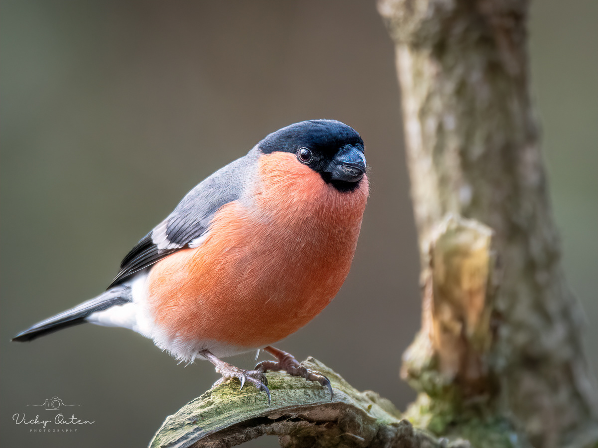 Male bullfinch