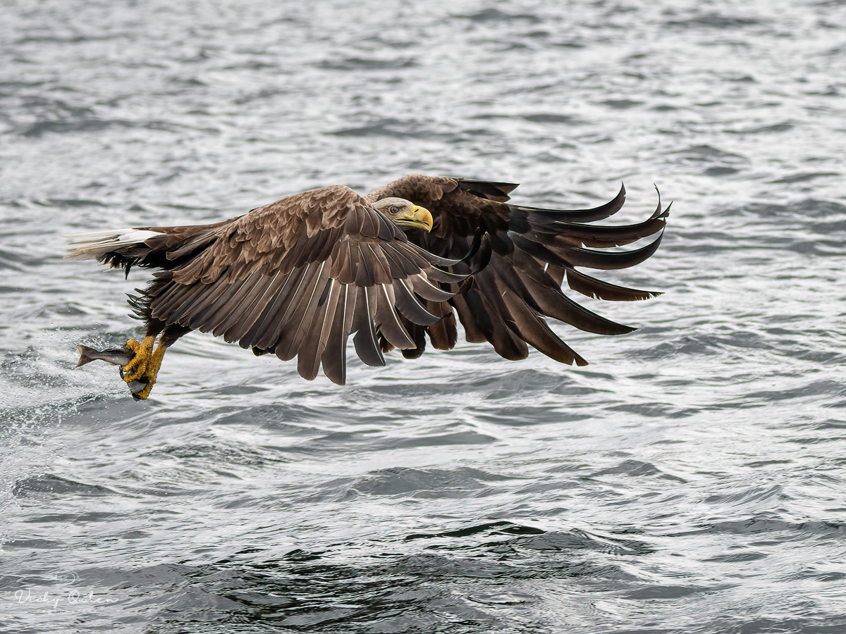 White-tailed sea eagle