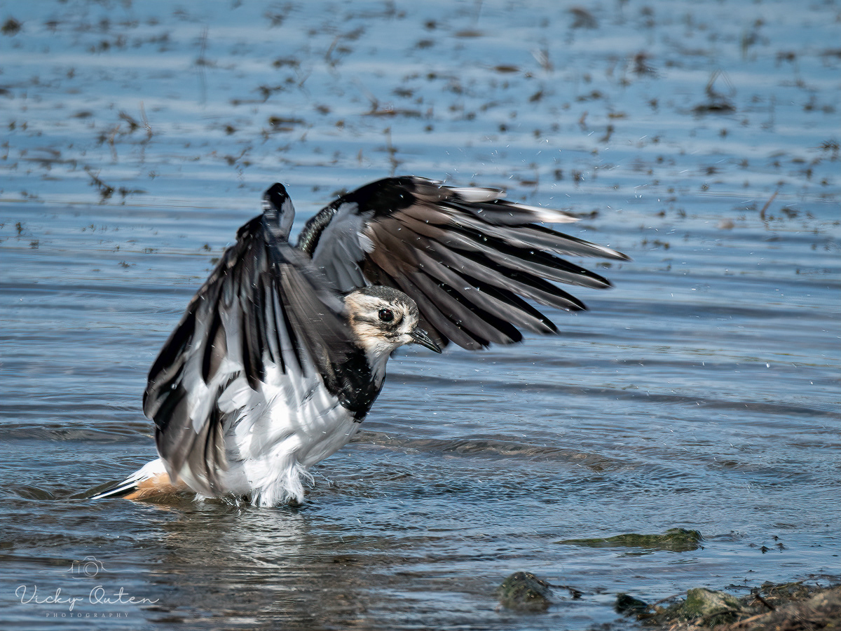 Lapwing after a bath