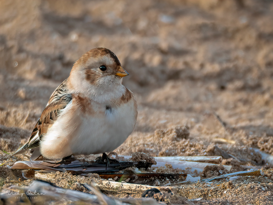 Snow bunting