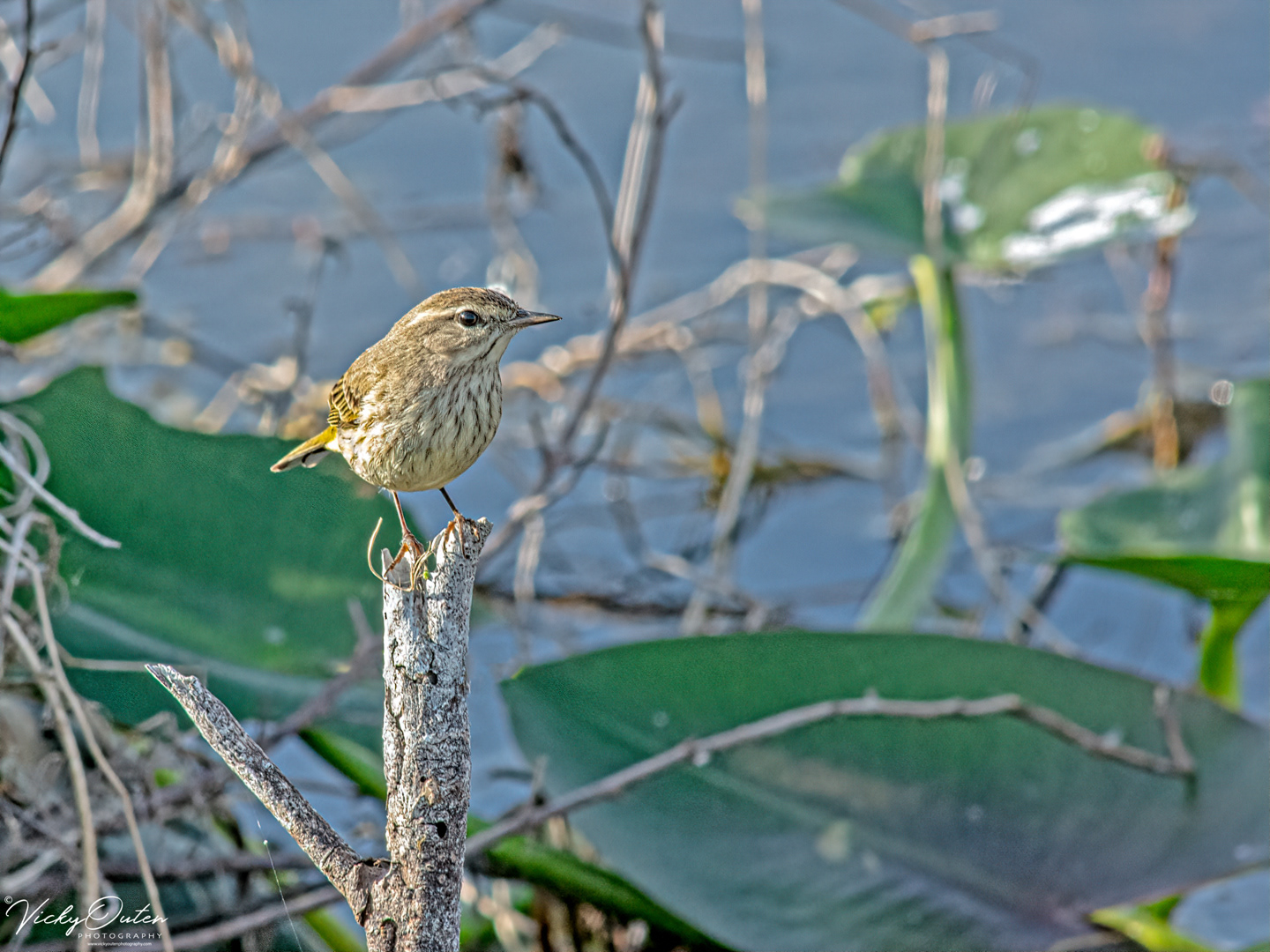 Palm warbler