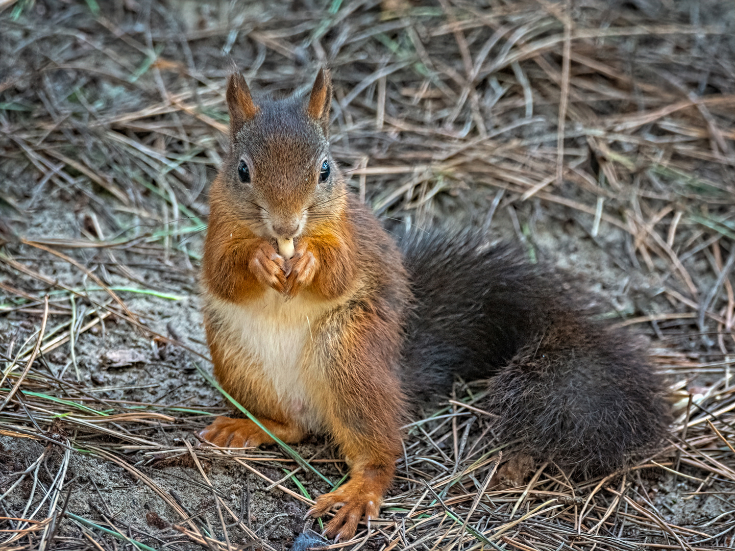 Red squirrel
