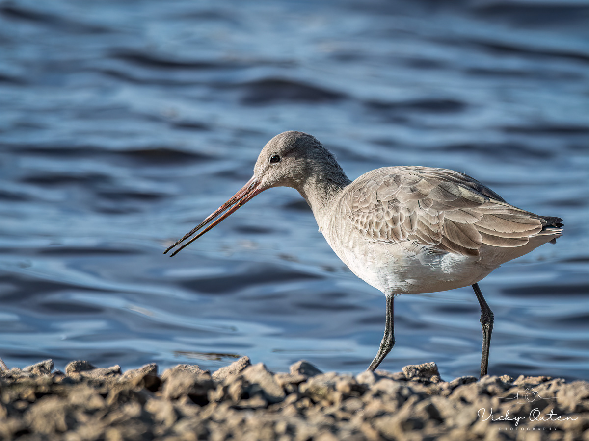 Black Tailed Godwit