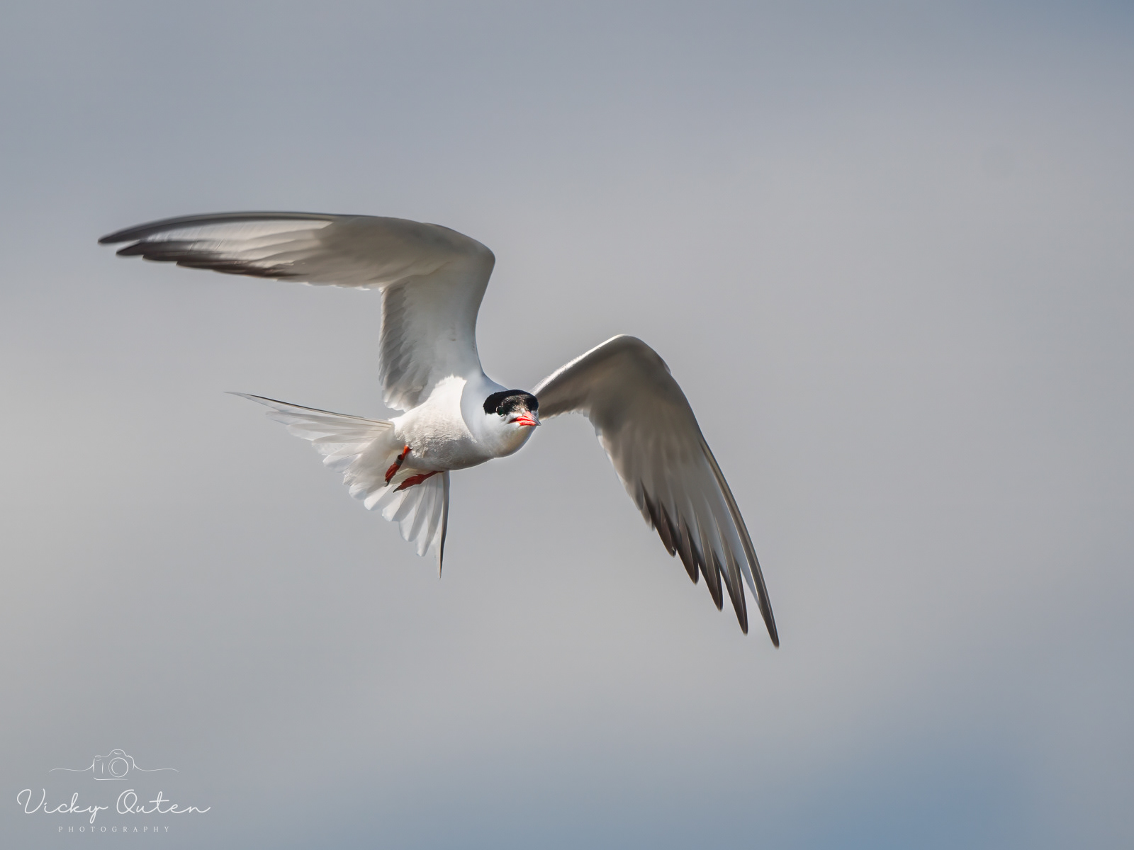Common Tern