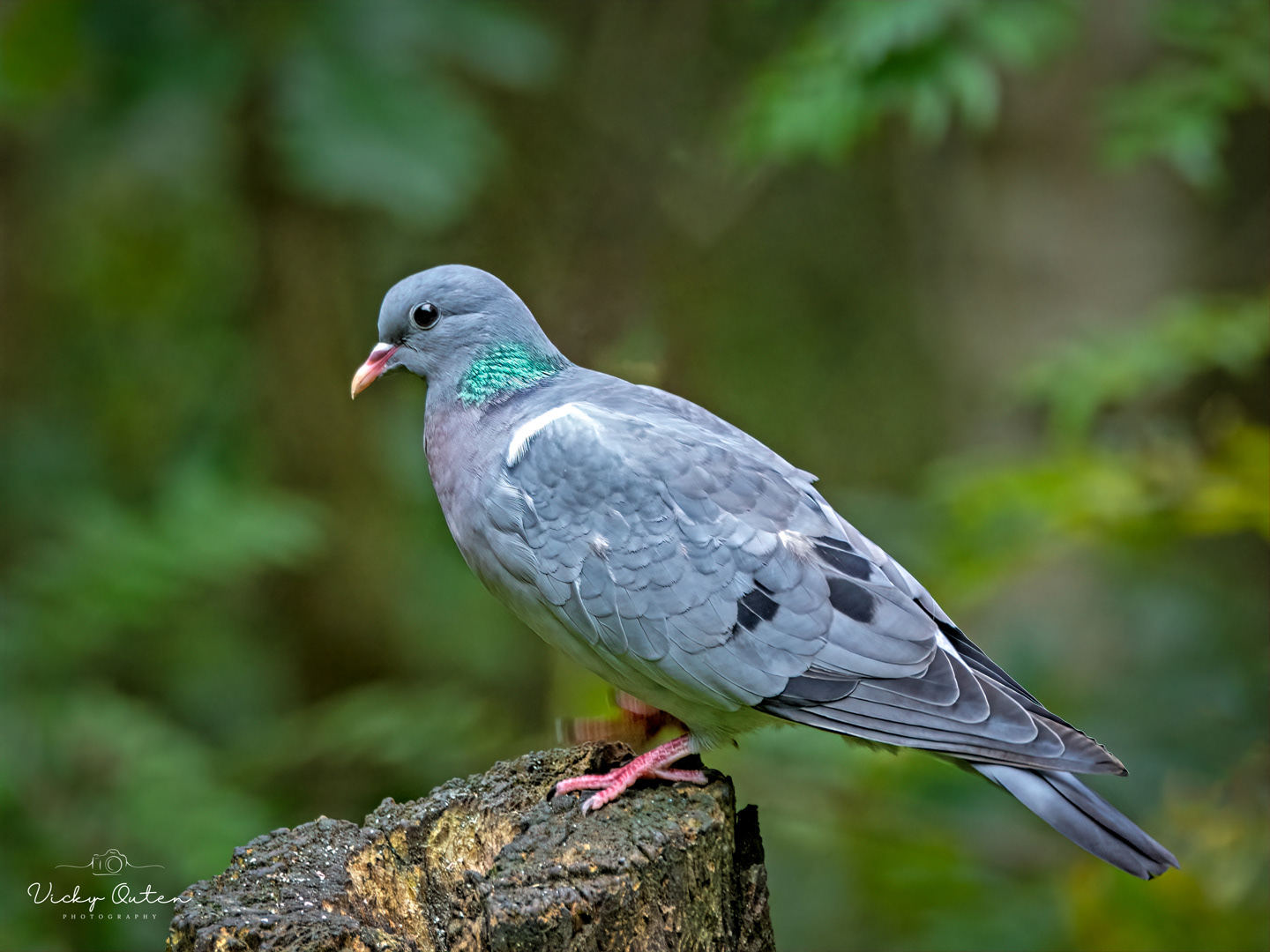 Stock dove