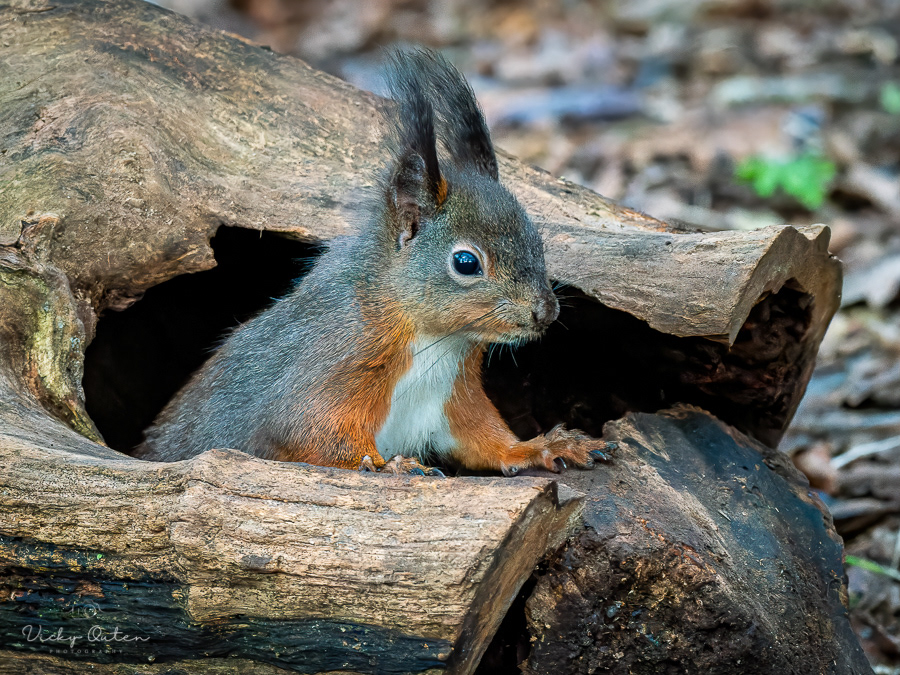 Red squirrel