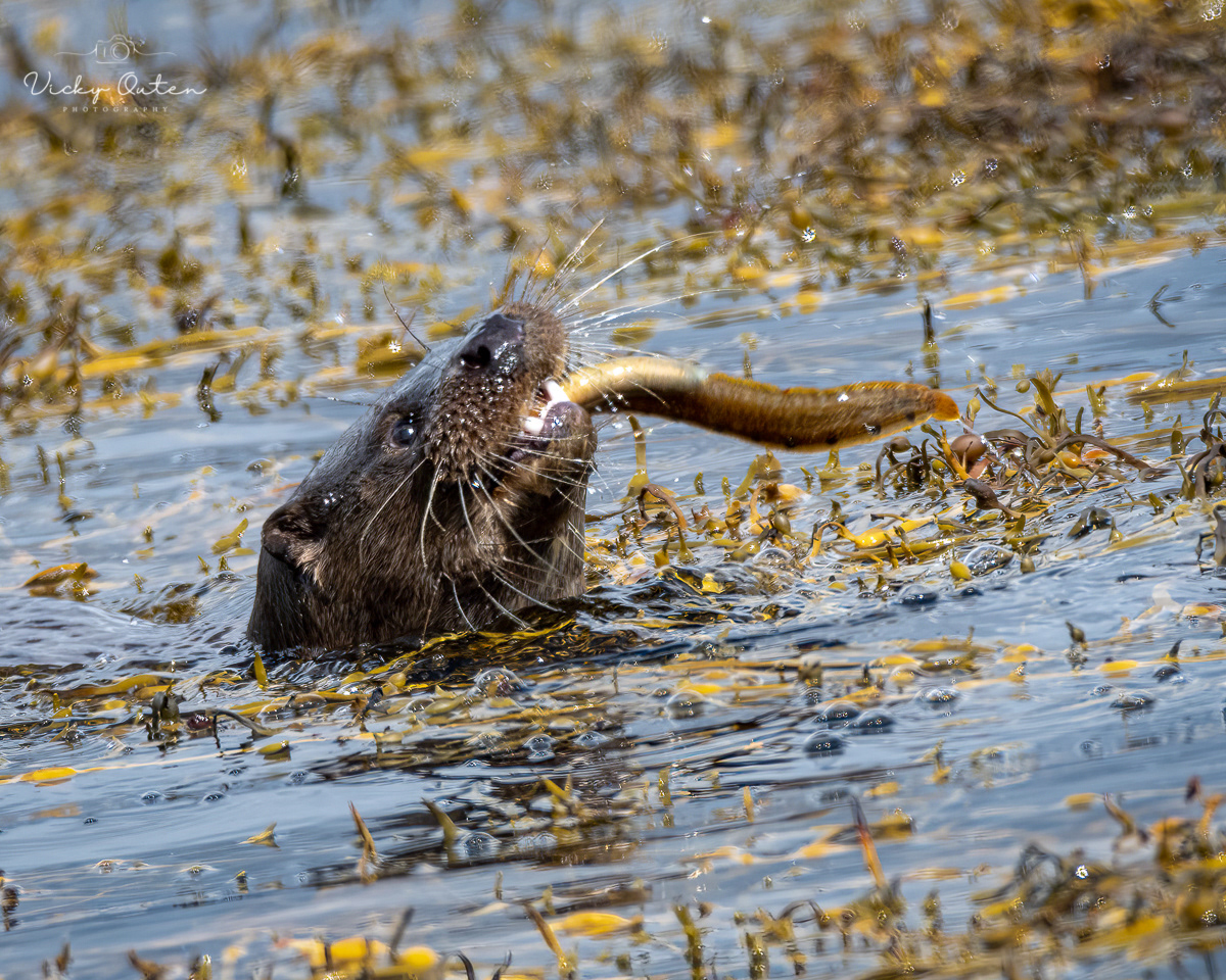 Otter cub