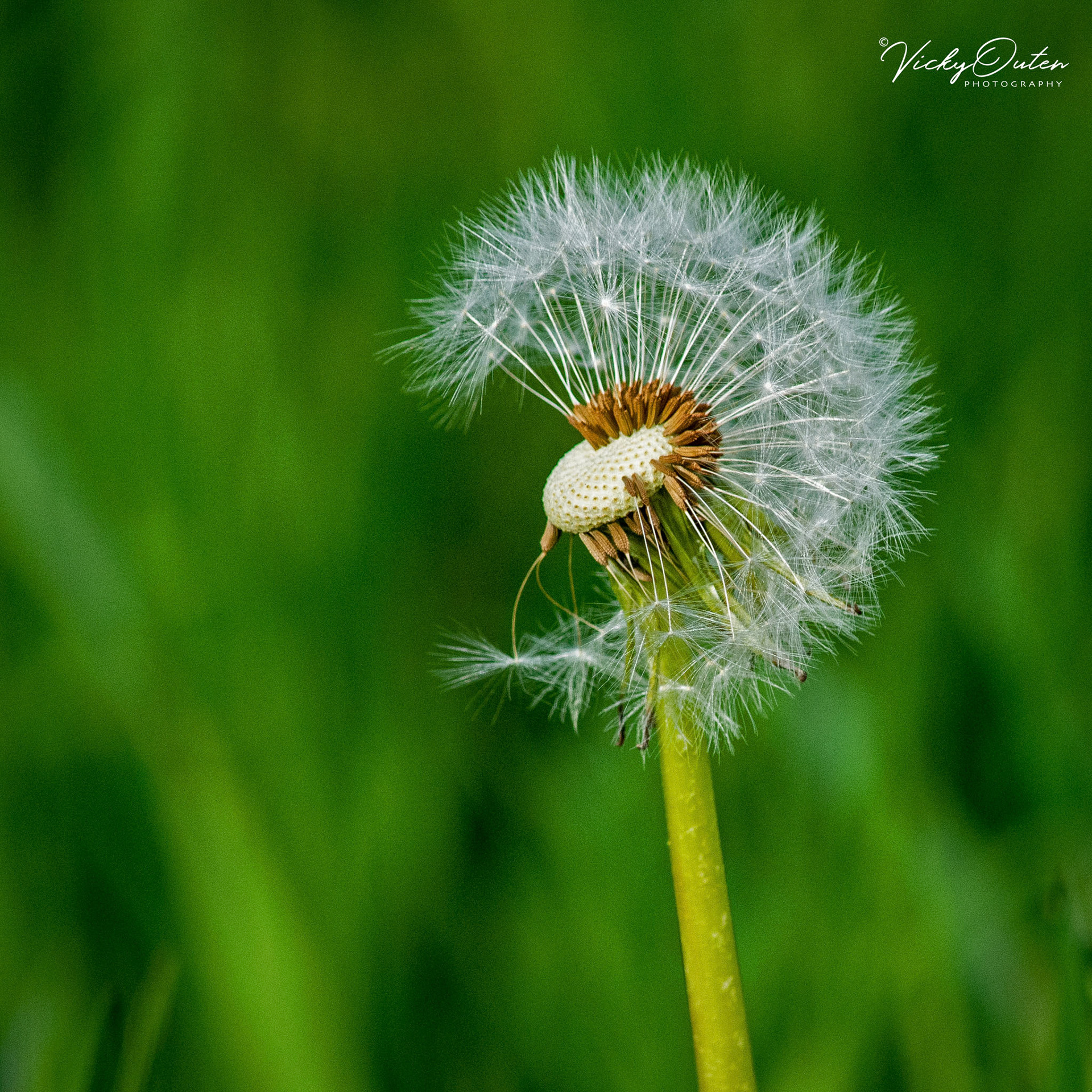 Dandelion head