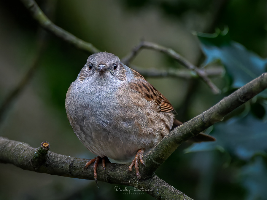 Dunnock / Hedge sparrow