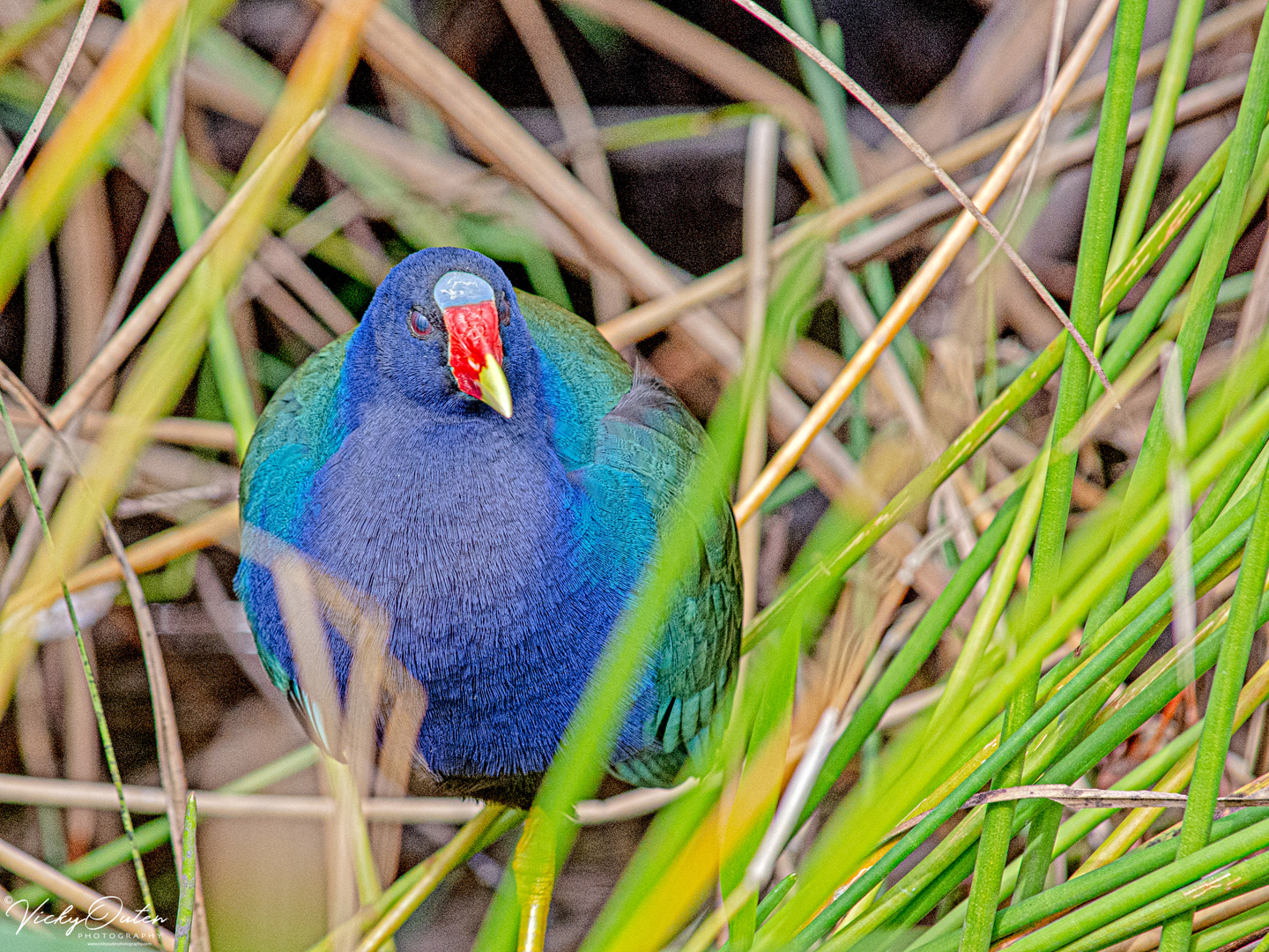 Purple gallinule