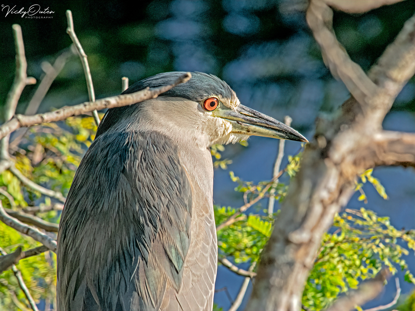 Black-crowned night-heron