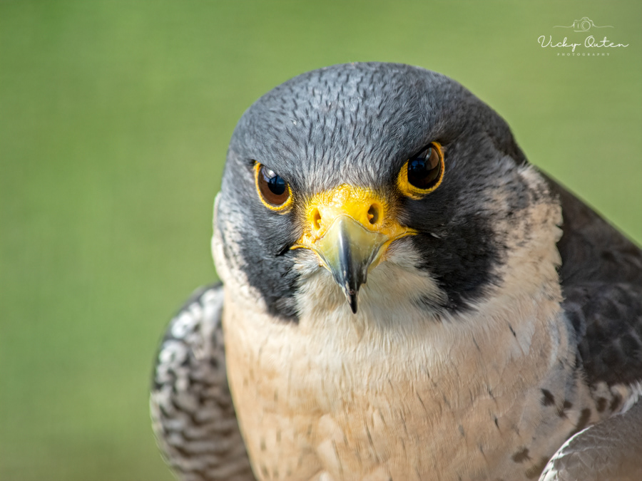 Peragrine falcon
