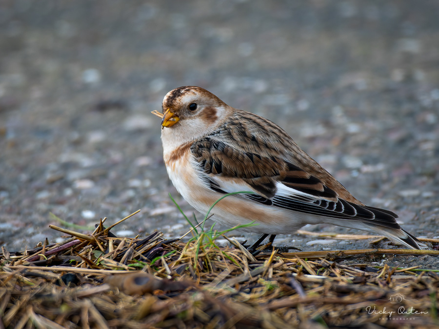 Male snow bunting 