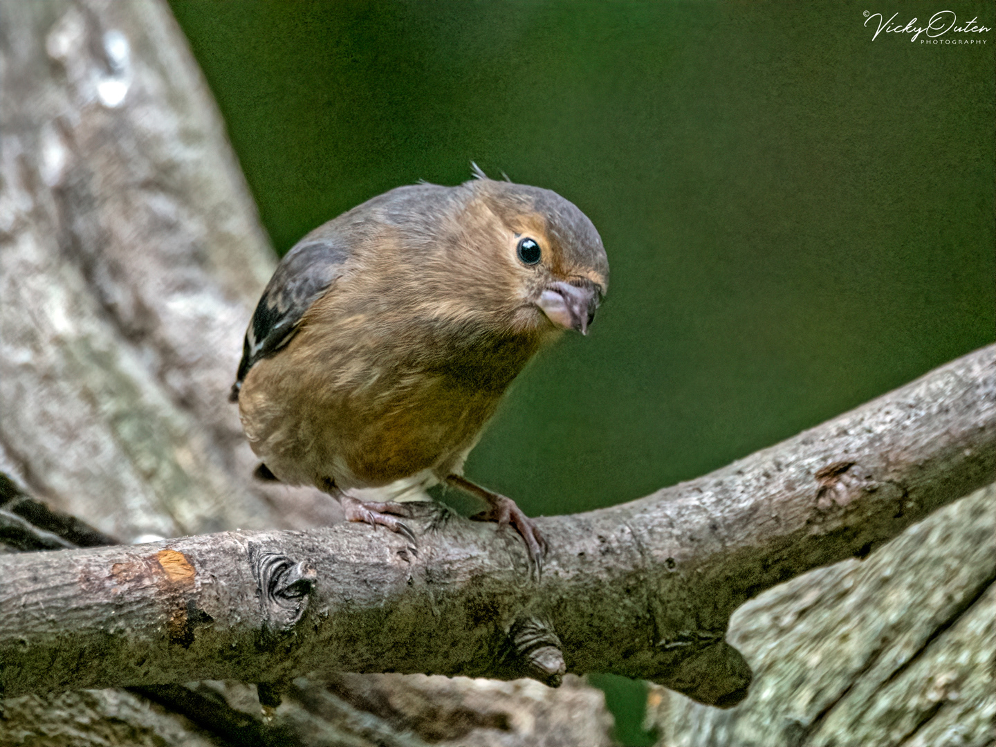 Juvenile bullfinch