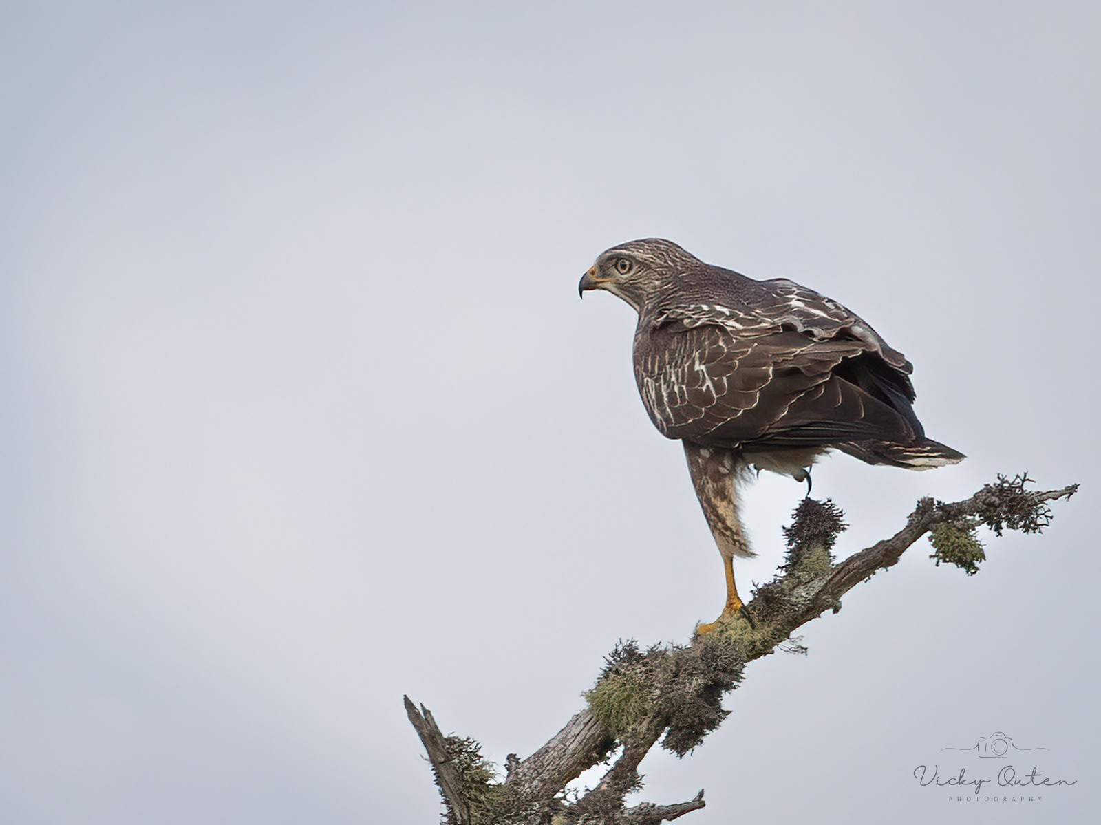 Buzzard