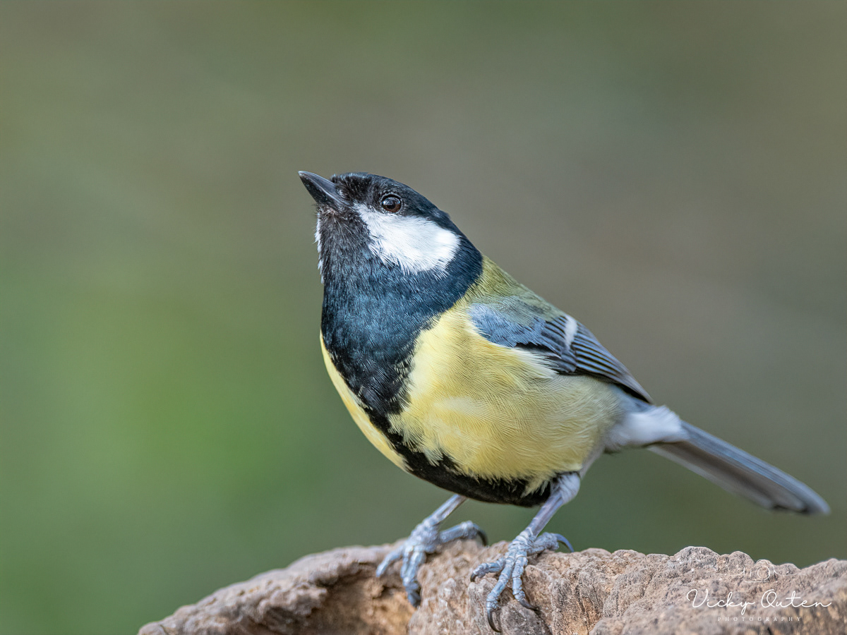 Great tit