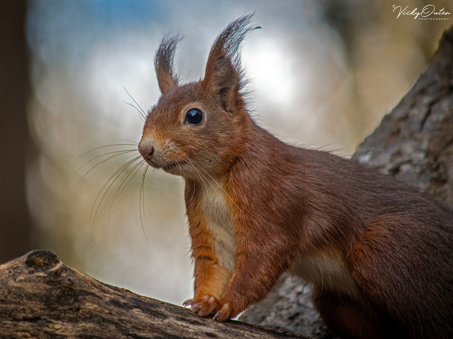 Red squirrel
