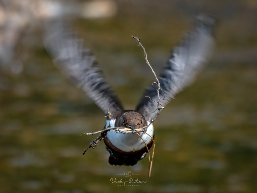 Flying dipper