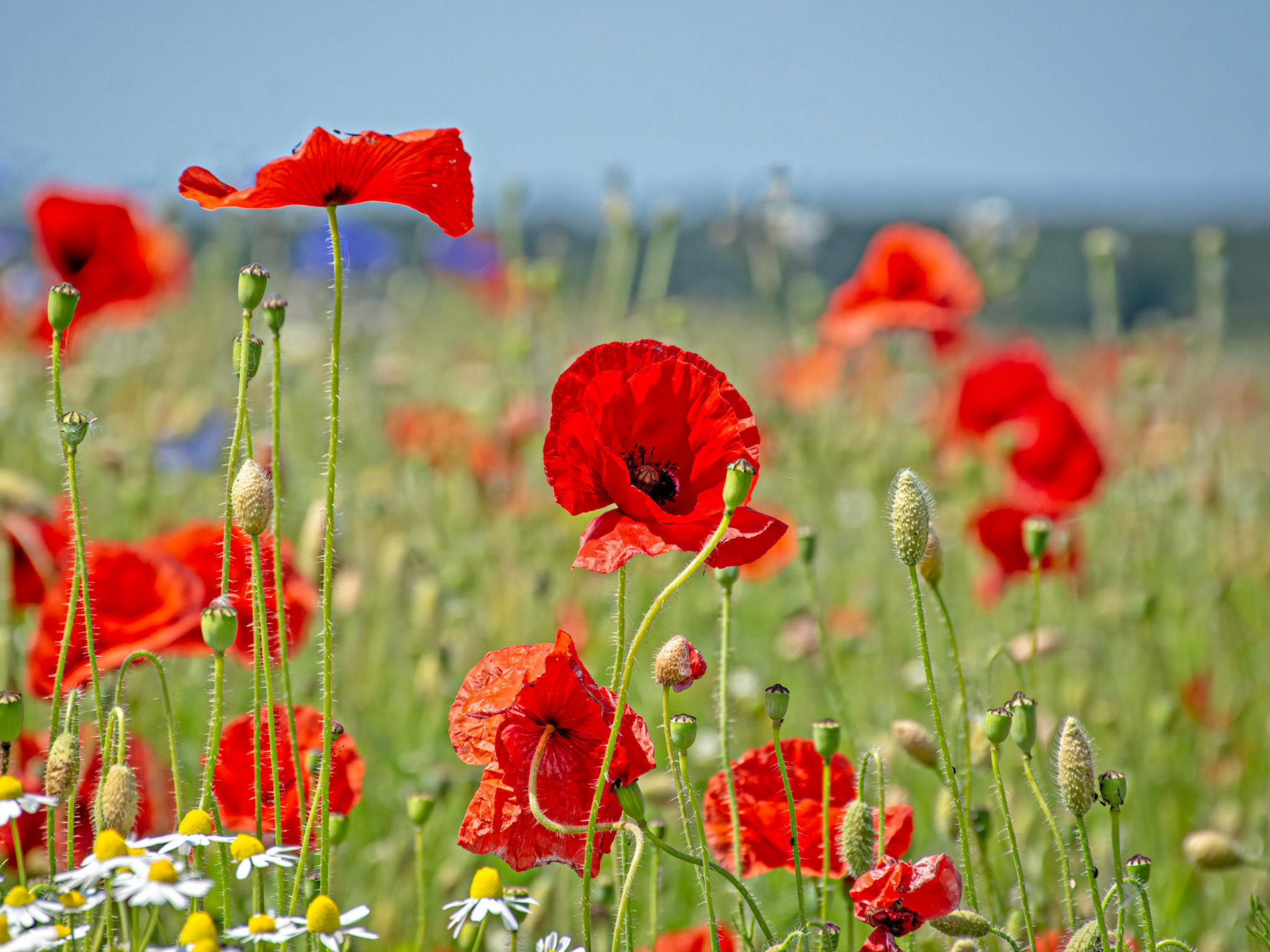 Poppy field