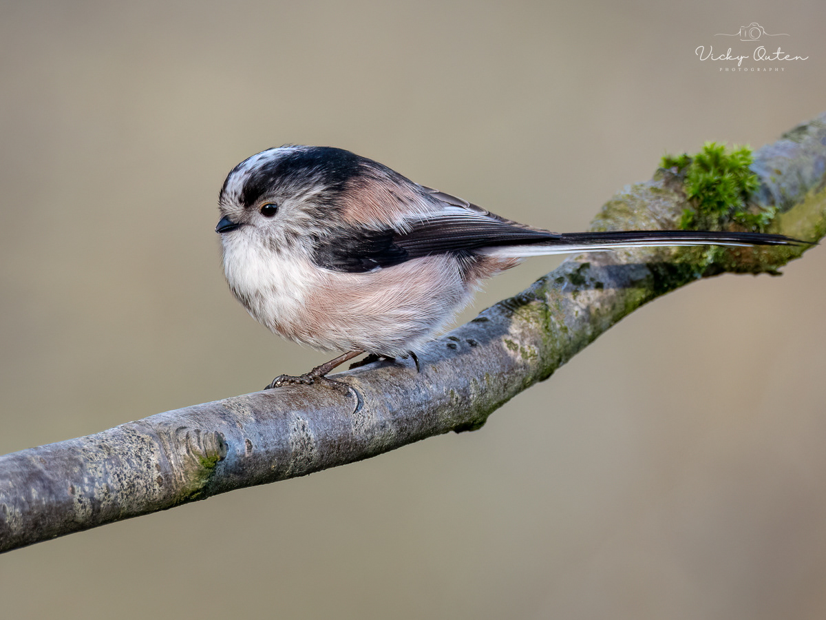 Long tailed tit