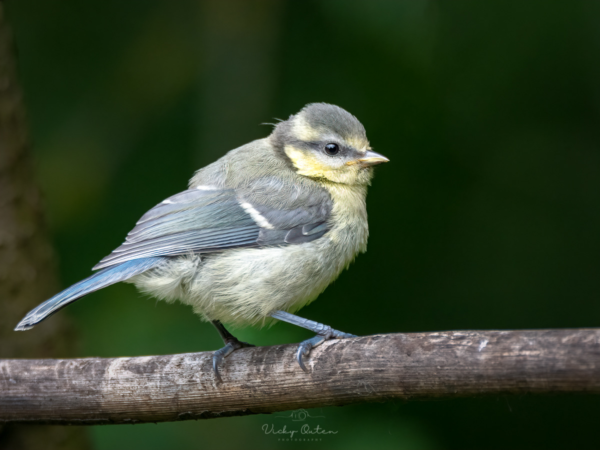 Vicky Outen - Tits - Great, Willow, Blue etc..