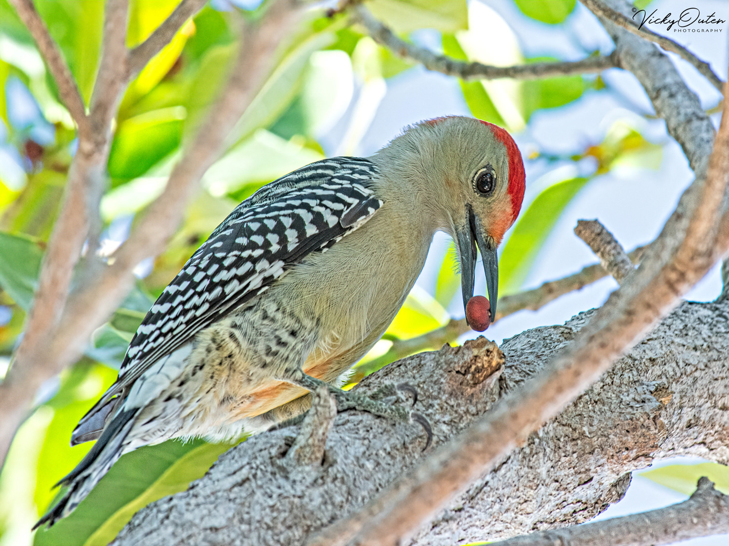 Red-bellied woodpecker 