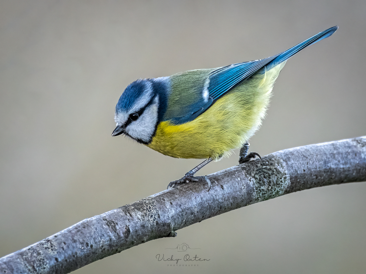 Blue Tit 