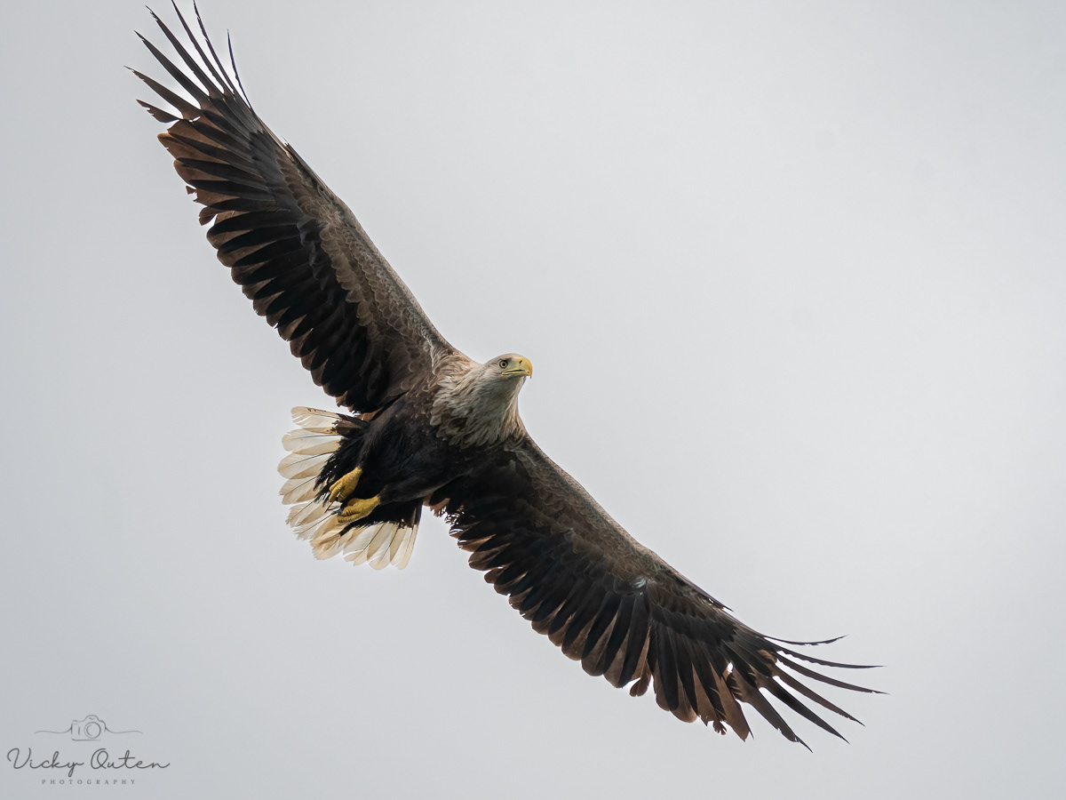 White-tailed sea eagle