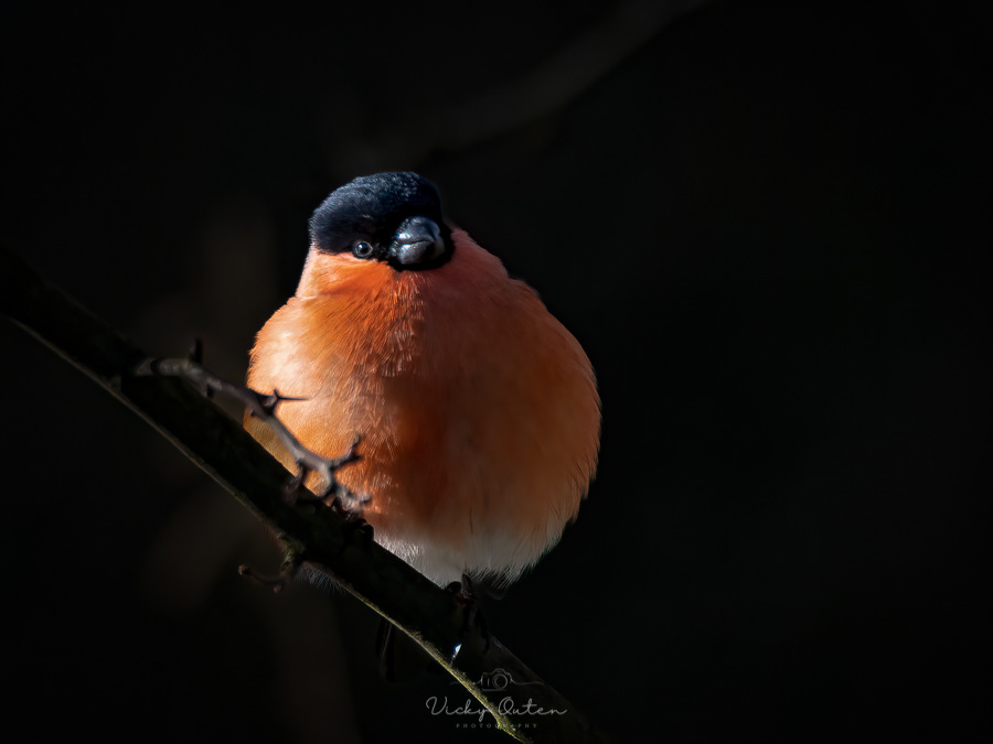 Male bullfinch