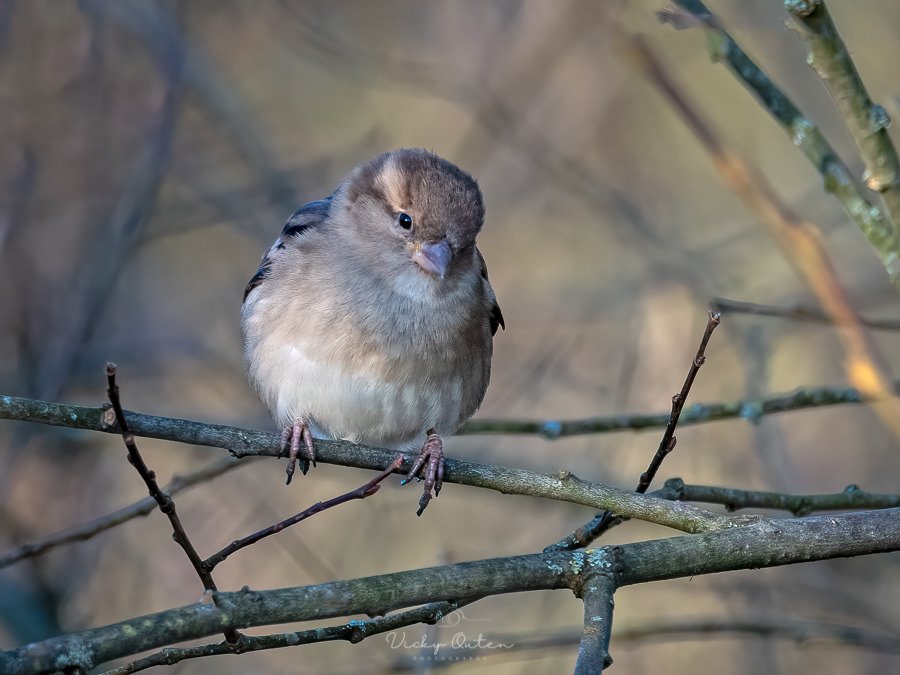 Female house sparrow