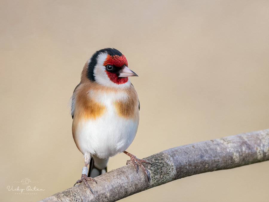 Goldfinch