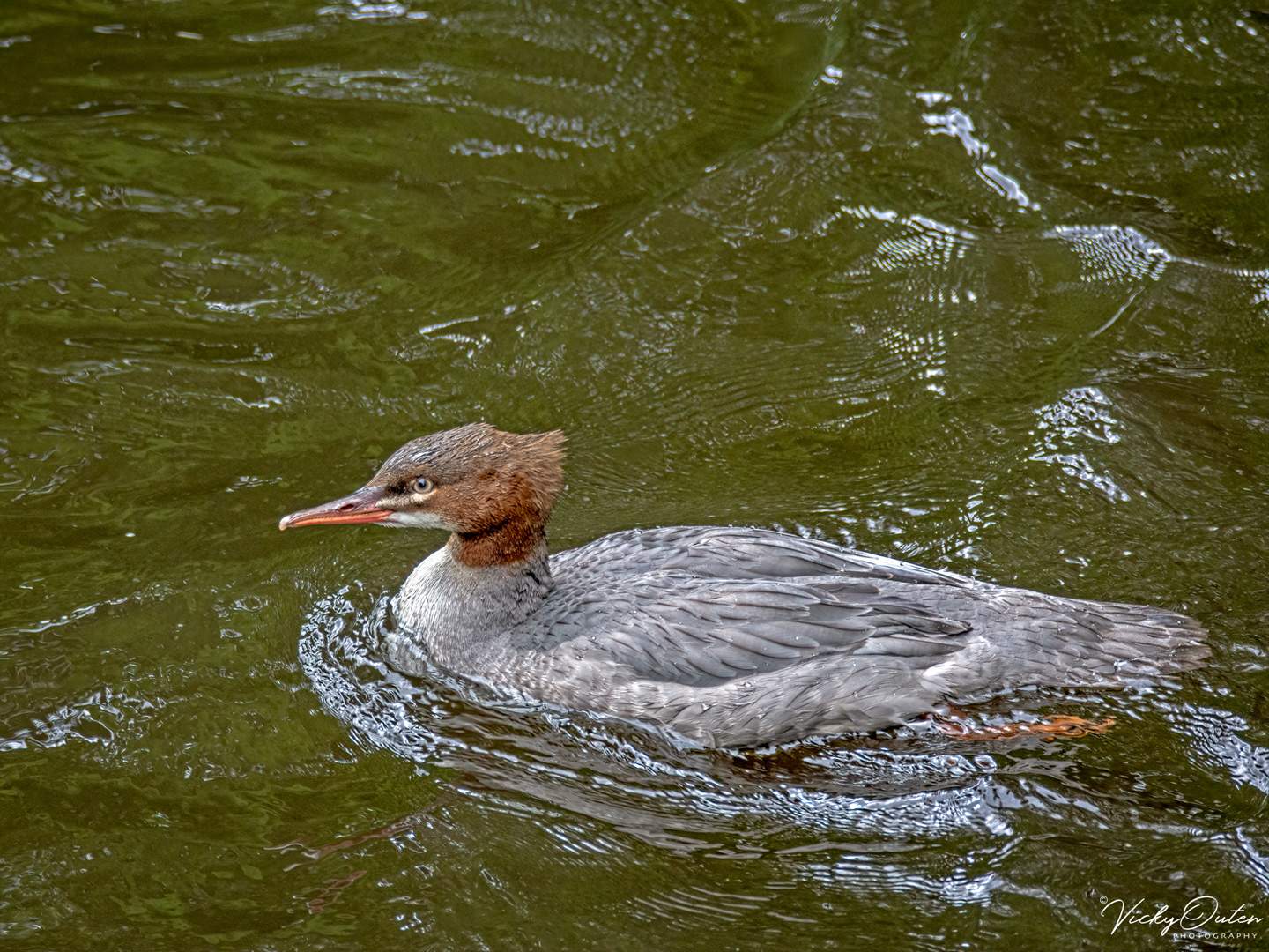 Goosander